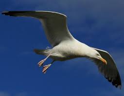 Seagull for Rickenbacker